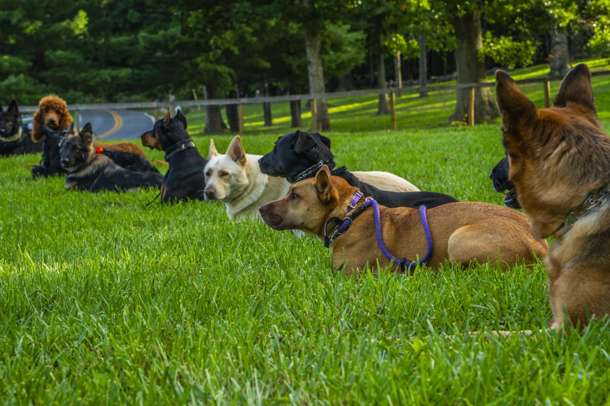 Dogs lined up with their handlers on the grass at the Independent K-9 farm