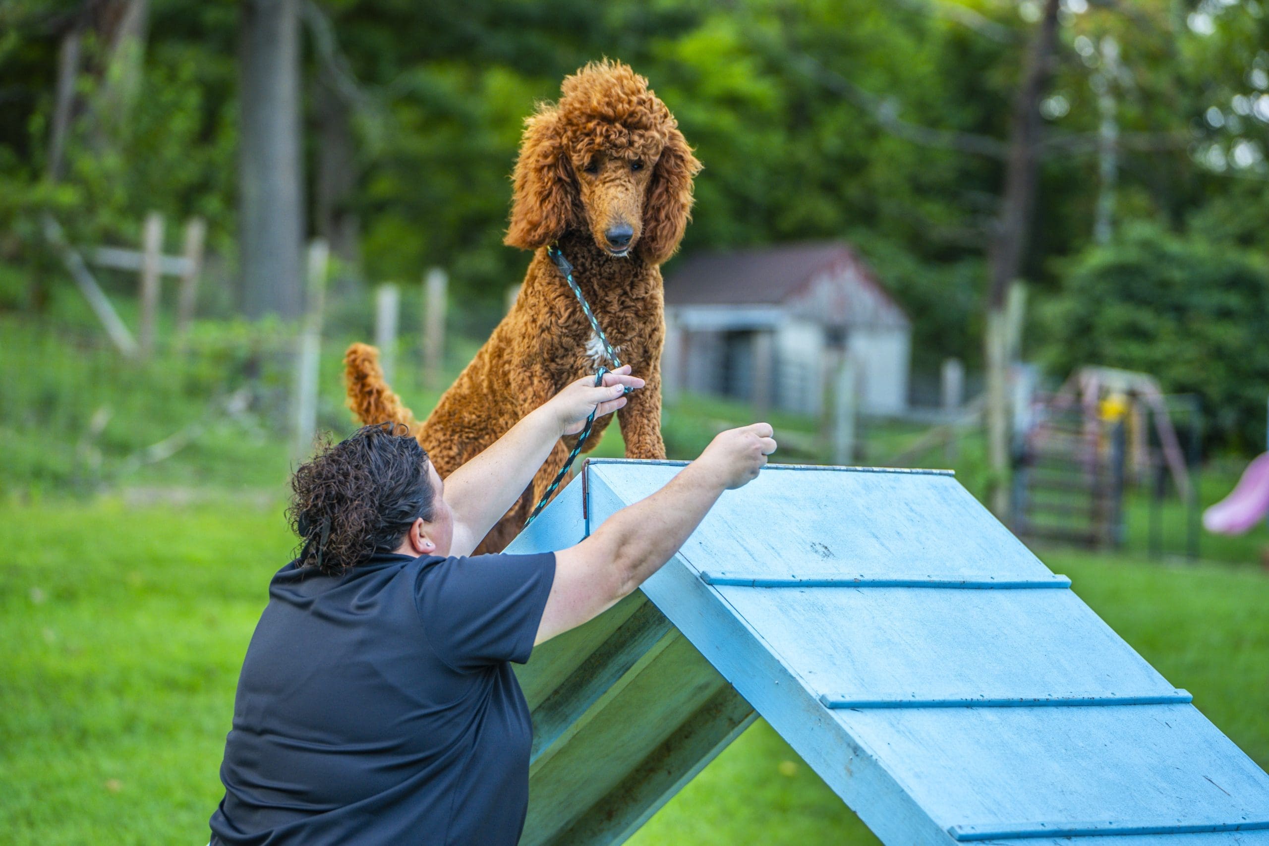 Standard Poodle climbing the A-frame during agility class at the farm