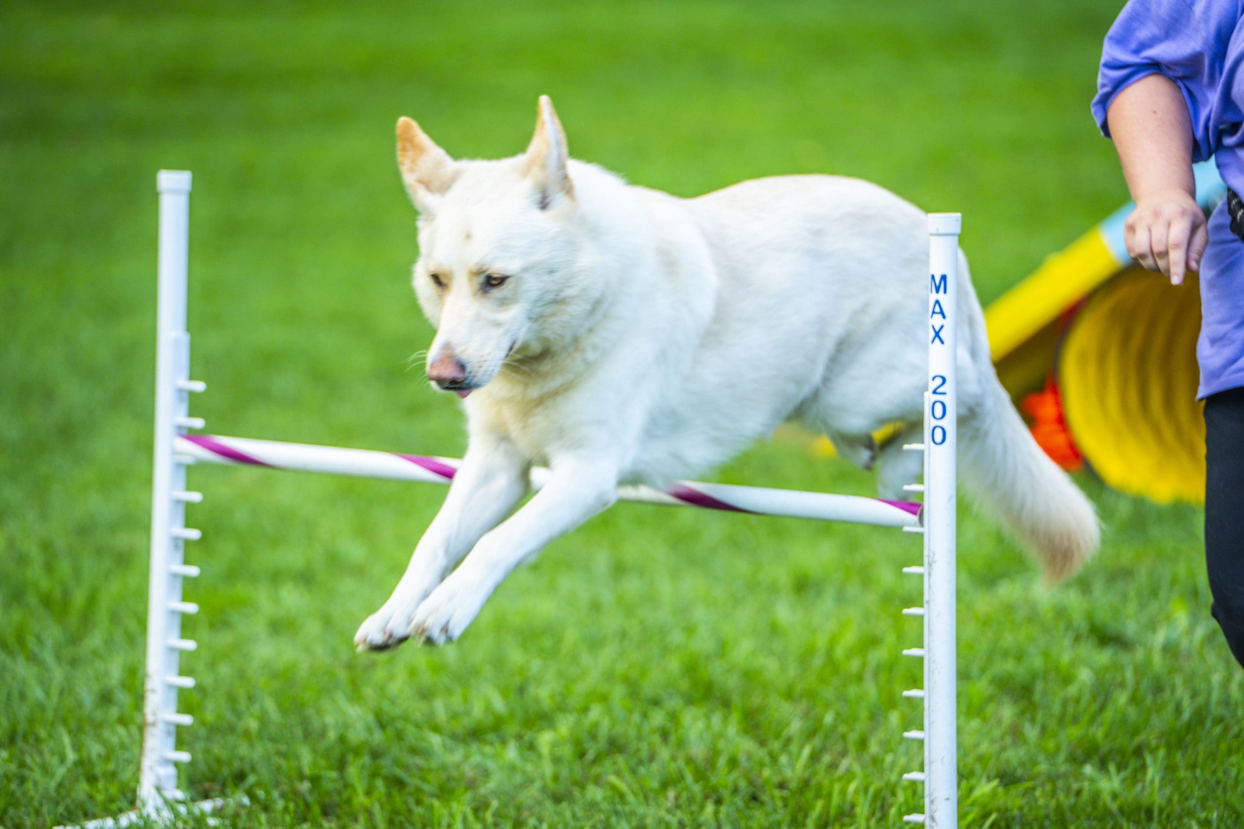 White dog leaping over an agility jump on the grass at the Independent K-9 farm