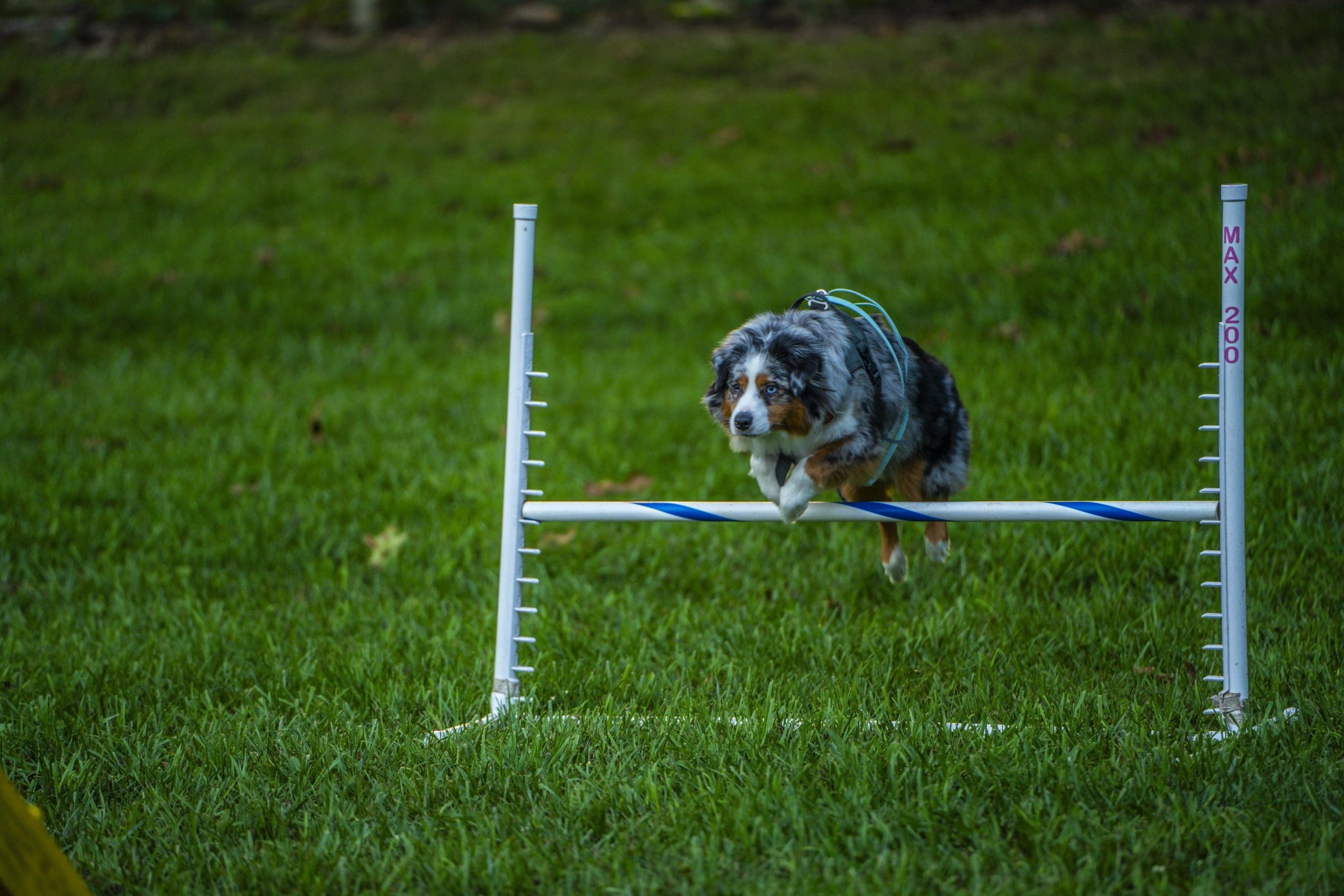 Small dog hopping over a low hurdle during a trick training class